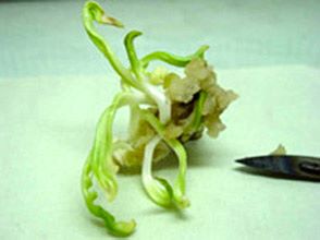 Multiplication of date palm in tissue culture