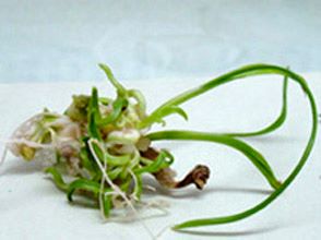 A date palm plant from tissue culture