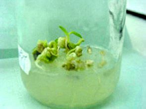 Date palm shooting from embryogenesis cultures