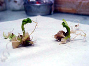 Date palm plants in tissue culture