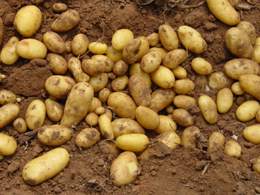 Seed tubers being harvested